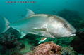 foto de buceo