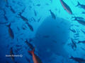 foto de buceo