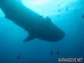 foto de buceo