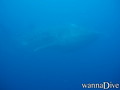 foto de buceo