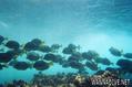 foto de buceo