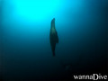 foto de buceo