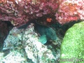 foto de buceo