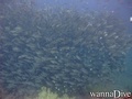 foto de buceo