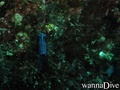foto de buceo