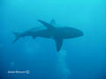 foto de buceo