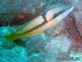 foto de buceo