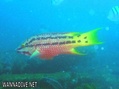 foto de buceo