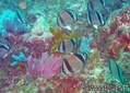 foto de buceo