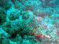 foto de buceo