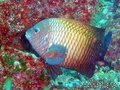 foto de buceo