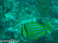 foto de buceo