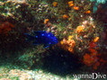foto de buceo