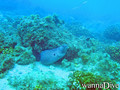 foto de buceo
