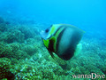 foto de buceo