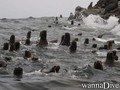 foto de buceo
