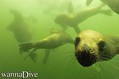 foto de buceo