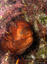 foto de buceo