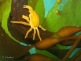 foto de buceo