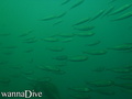 foto de buceo