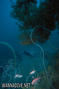 foto de buceo