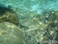 foto de buceo
