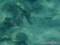 foto de buceo