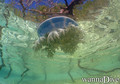 foto de buceo