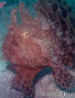 foto de buceo