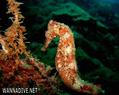 foto de buceo