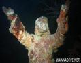 foto de buceo