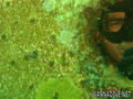 foto de buceo
