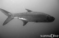 foto de buceo