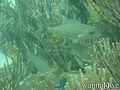 foto de buceo