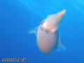 foto de buceo