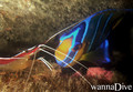 foto de buceo